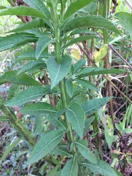 Image of Wing-Stem Camphorweed