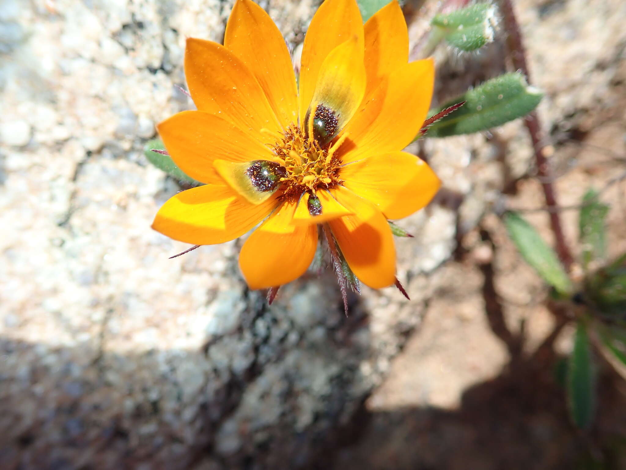 Imagem de Gorteria diffusa subsp. diffusa