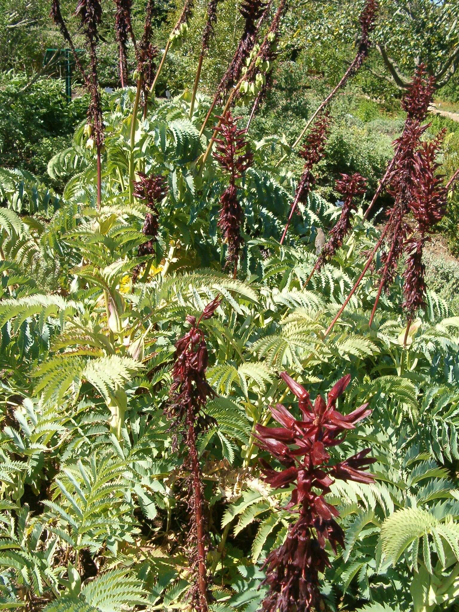 Image de Melianthus major L.