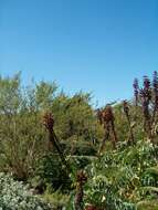 Image de Melianthus major L.