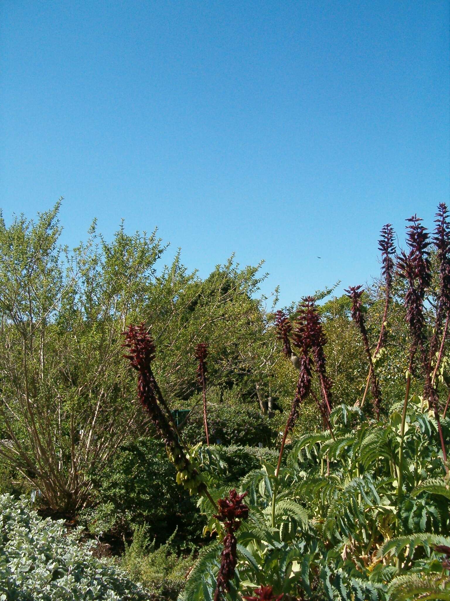 Image de Melianthus major L.