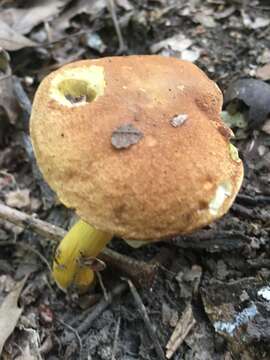 Image of Aureoboletus roxanae (Frost) Klofac 2010