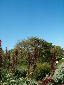 Image de Melianthus major L.