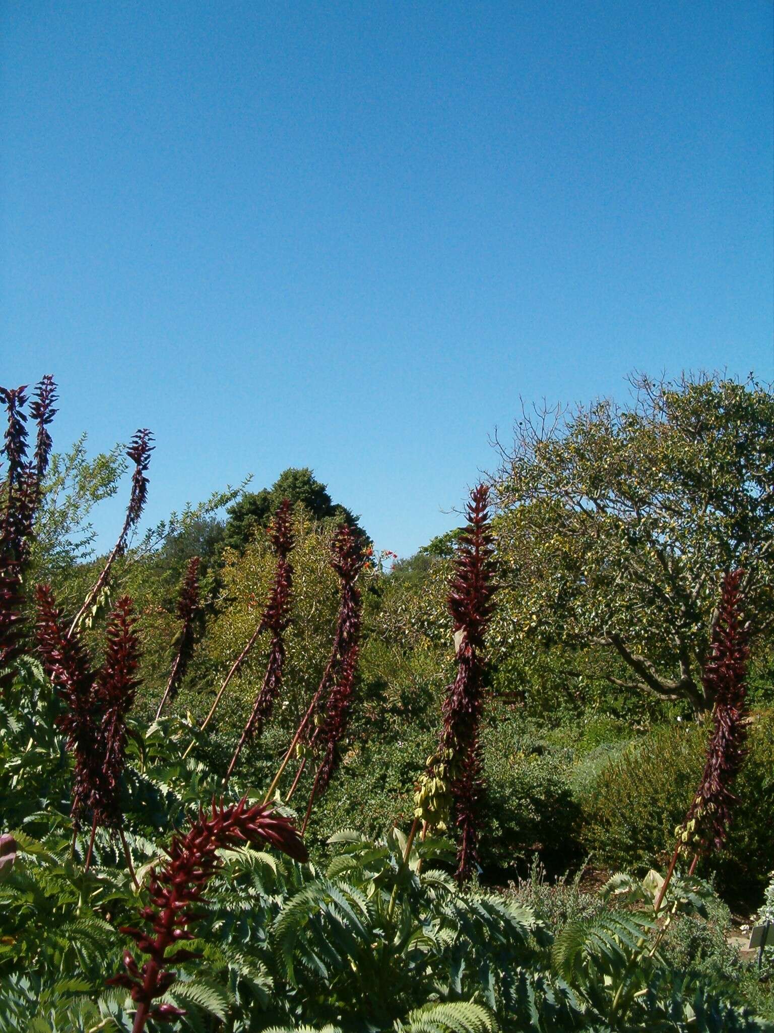 Image de Melianthus major L.