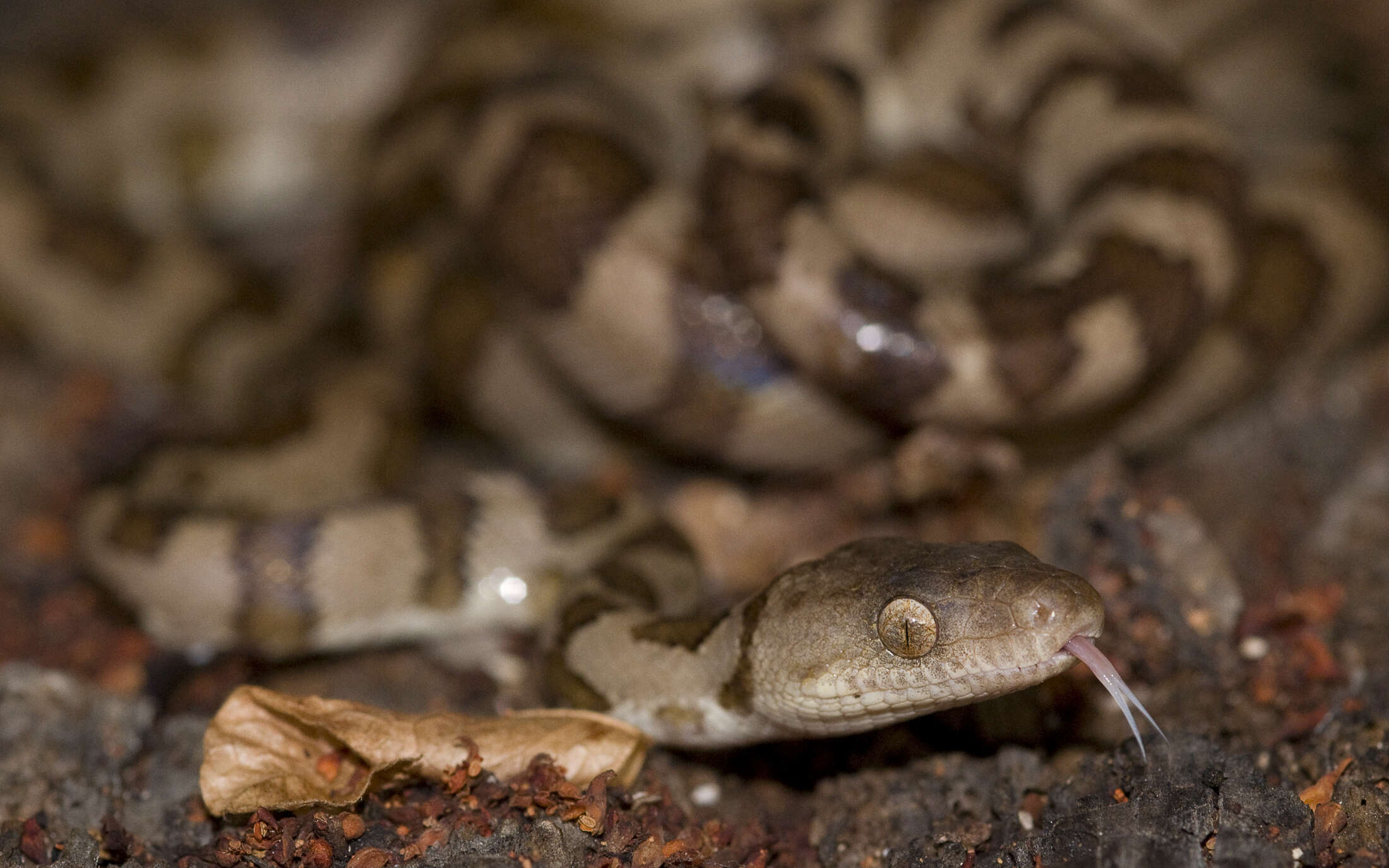 Image of Mona Island Boa