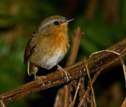 Image of Rufous Gnateater