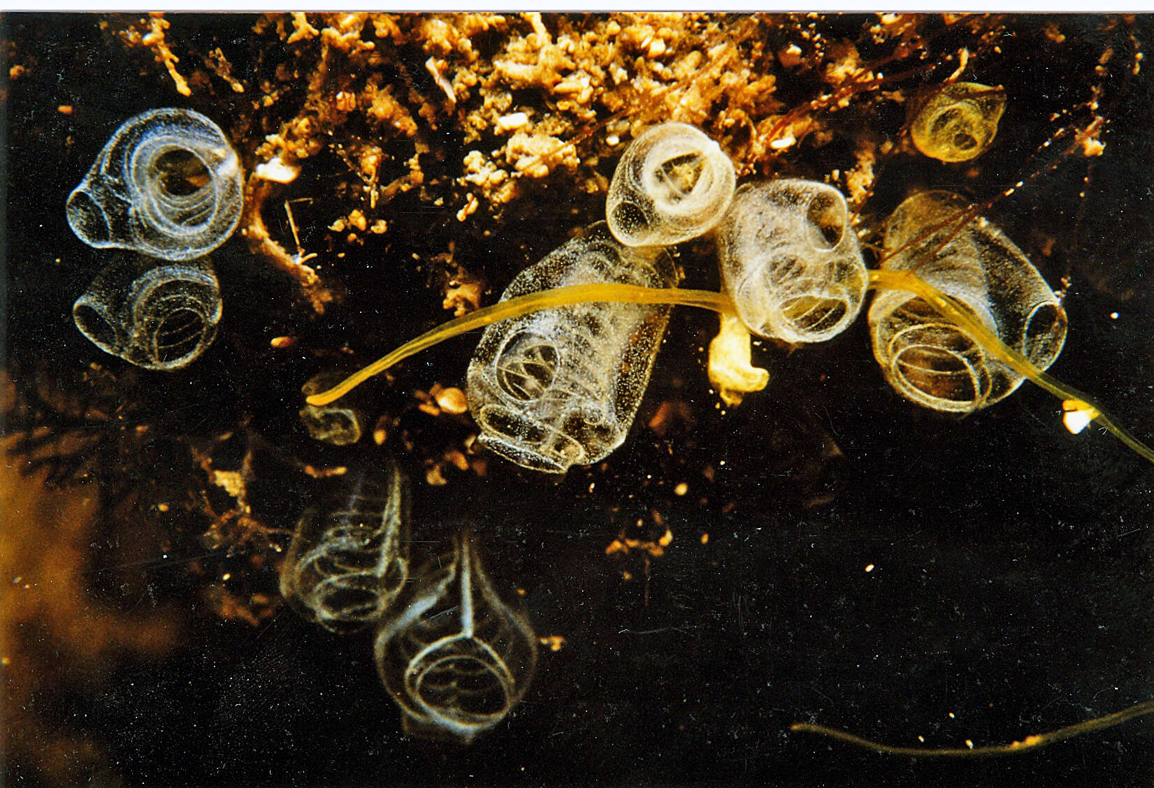 Image of strawberry worm