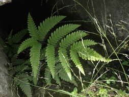 Plancia ëd Pteris biaurita L.