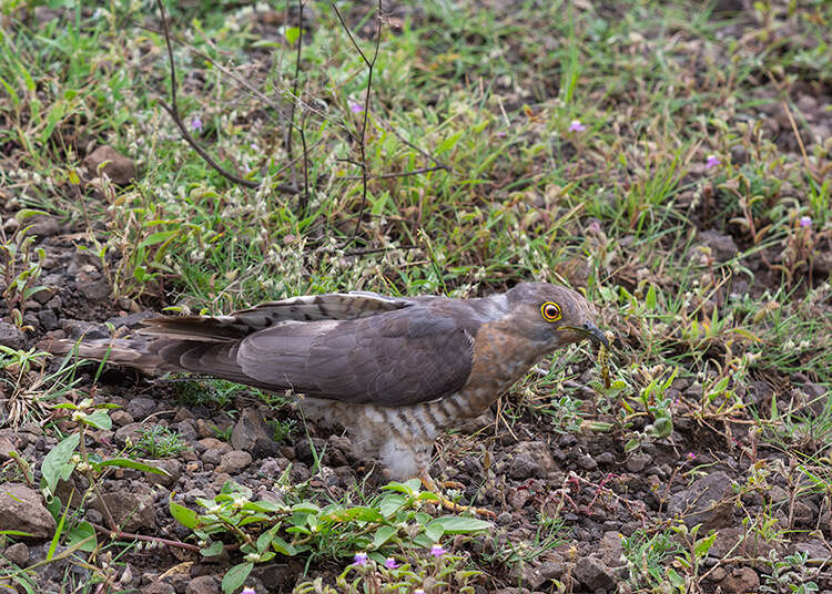 Image of Common Hawk Cuckoo