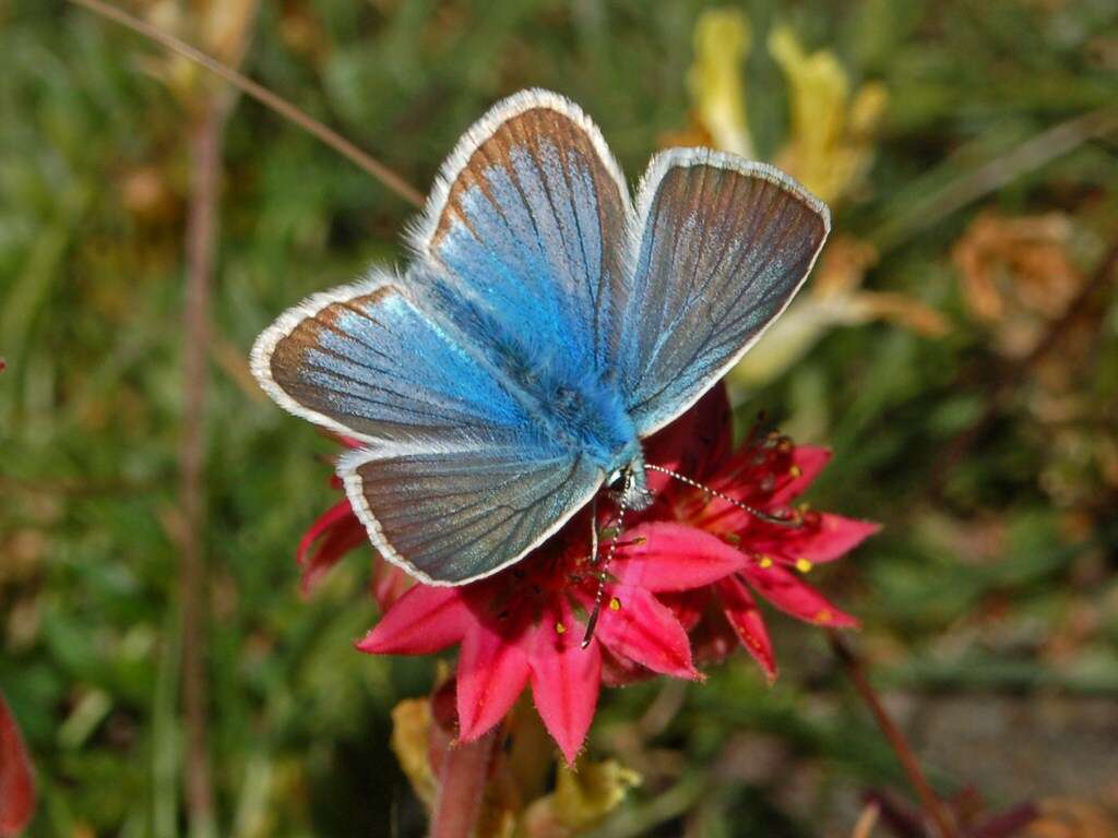 Image of Polyommatus damon