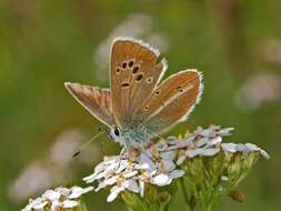 Image of Polyommatus damon