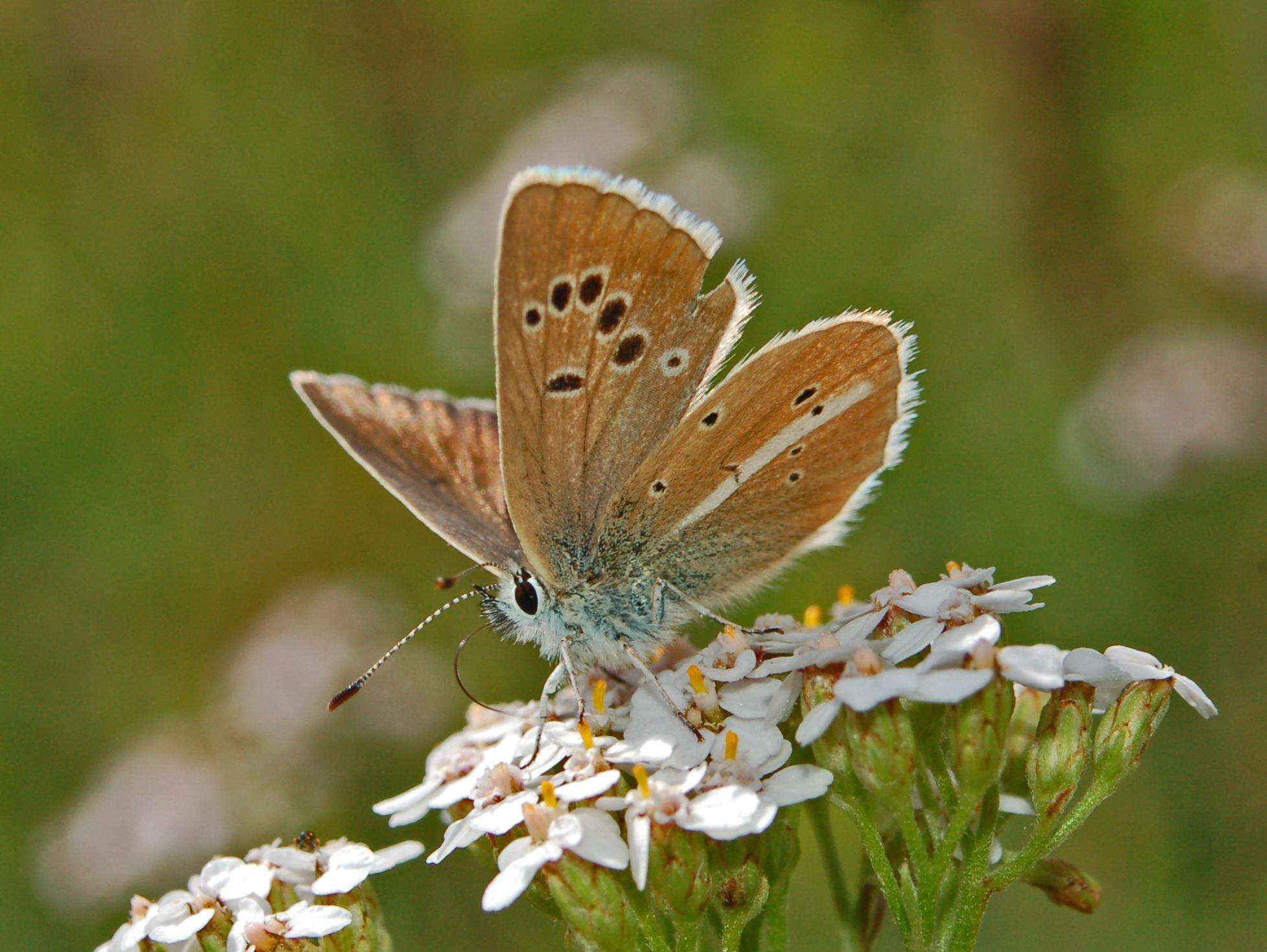 Image of Polyommatus damon