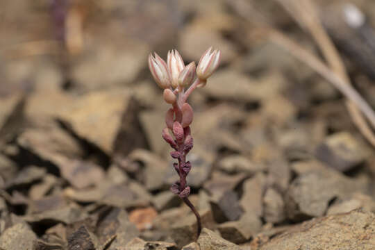 Image of Sedum eriocarpum subsp. caricum (Carlström) H. 't Hart