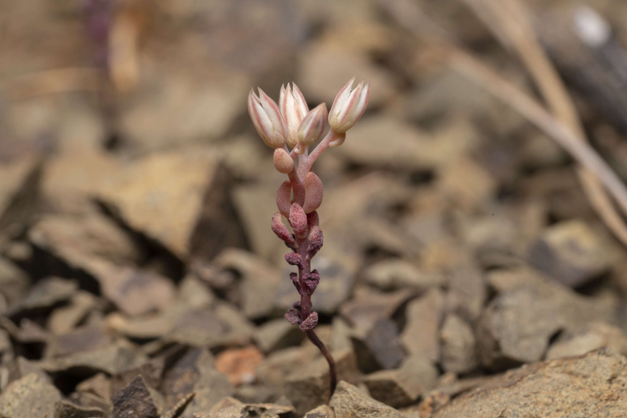 Sivun Sedum eriocarpum subsp. caricum (Carlström) H. 't Hart kuva