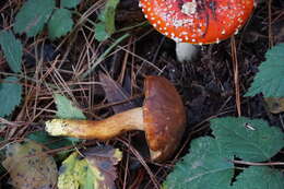 Image of Chalciporus piperatus (Bull.) Bataille 1908