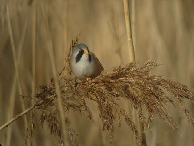 Sivun Panuridae kuva