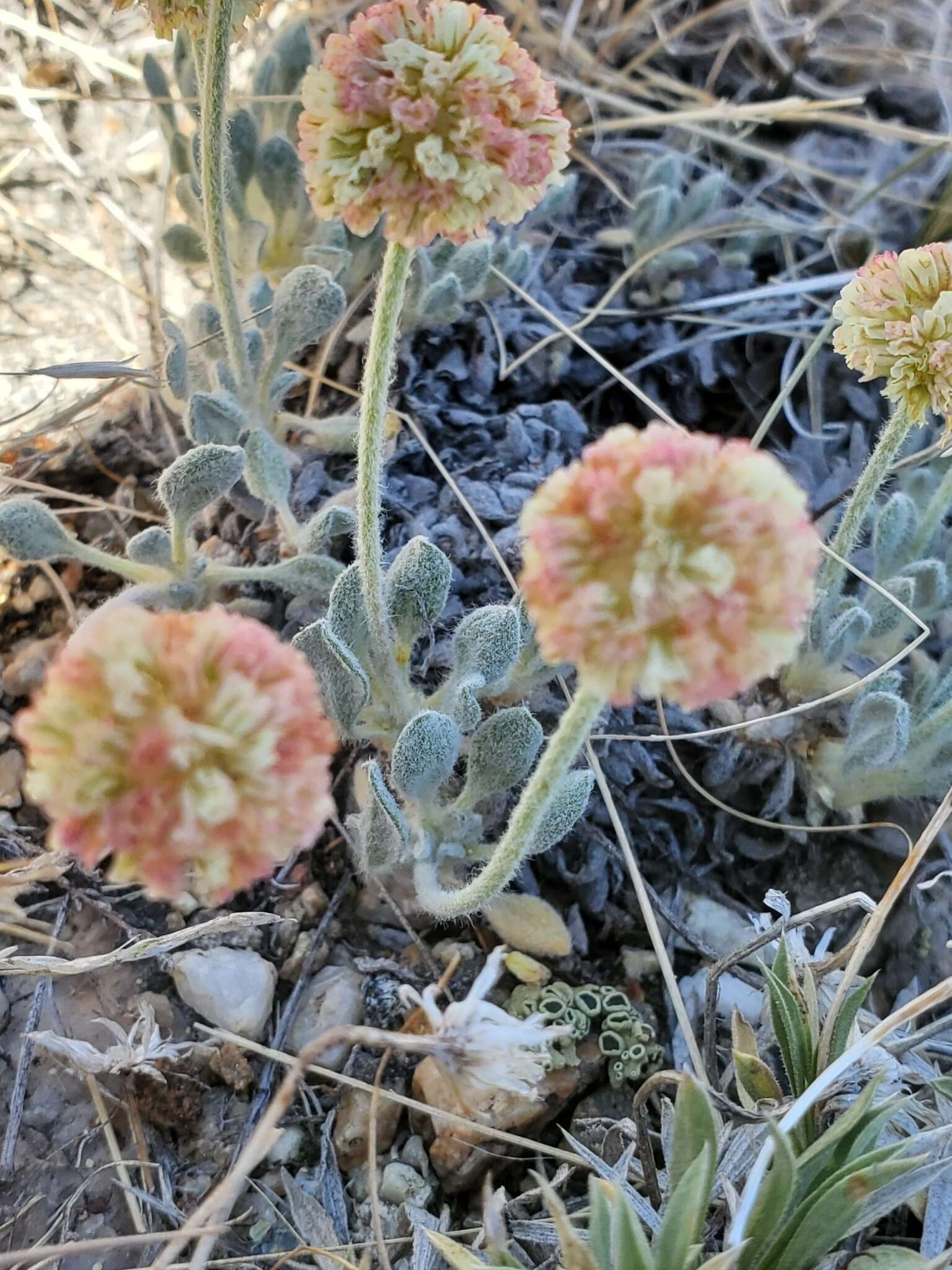 Image of Ruby Mountain buckwheat