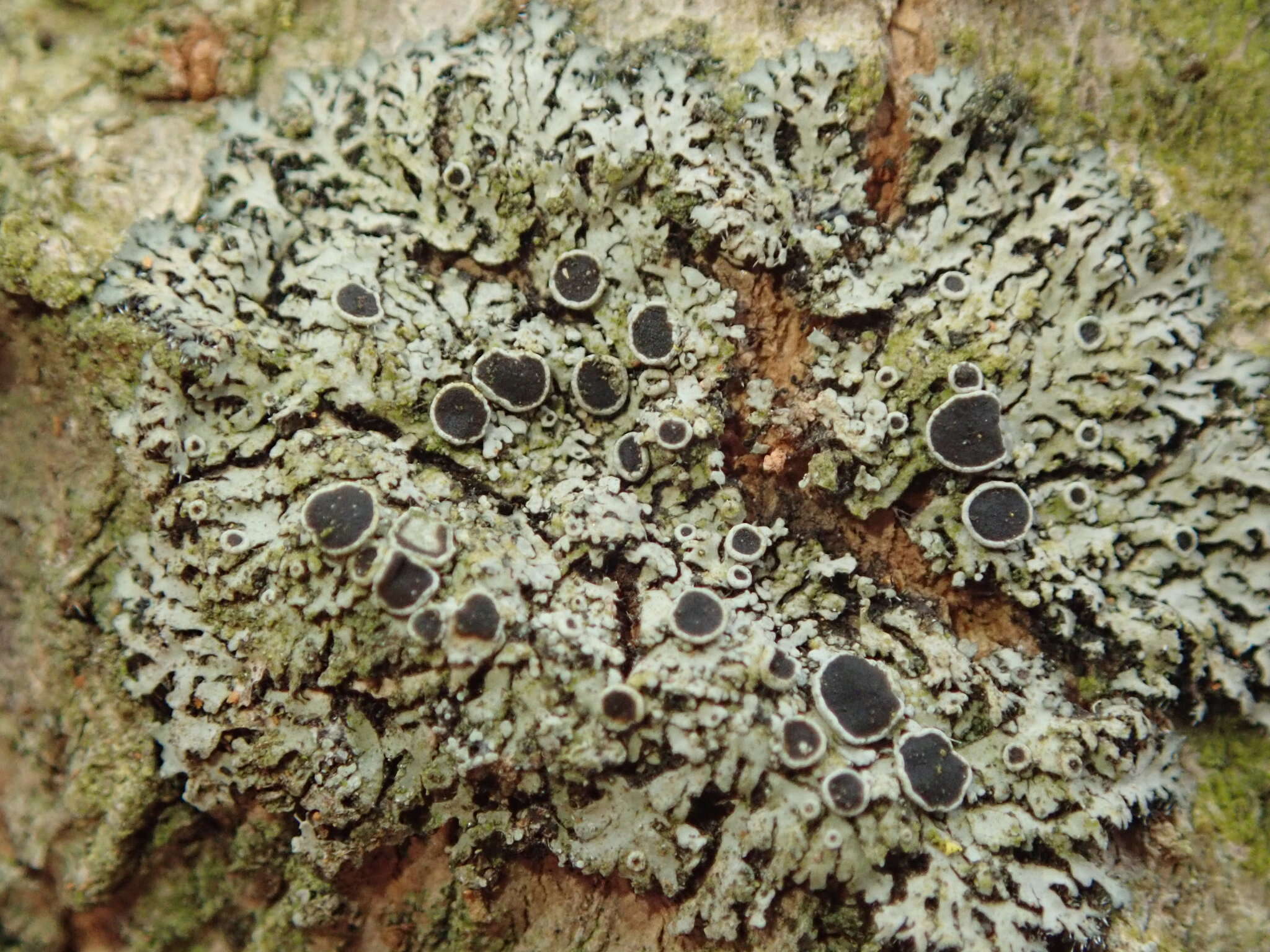 Image of wreath lichen