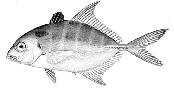 Imagem de Carangoides humerosus (McCulloch 1915)