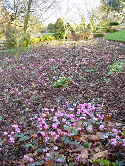 Image of Cyclamen coum Miller