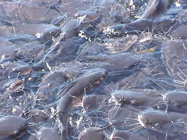 Image of Lake Argyle catfish