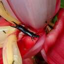 Image of Black Earwig