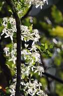 Imagem de Clematis terniflora DC.