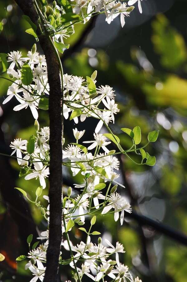 Imagem de Clematis terniflora DC.