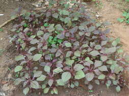 Imagem de Amaranthus tricolor L.