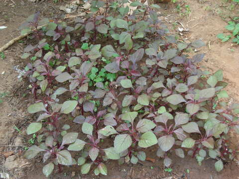 Plancia ëd Amaranthus tricolor L.