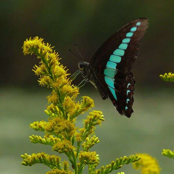 Solidago canadensis L. resmi