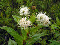 Image of common buttonbush