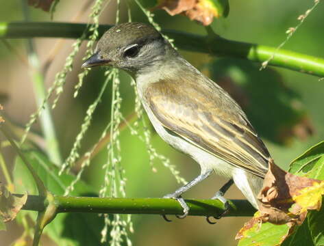 Image of White-winged Becard