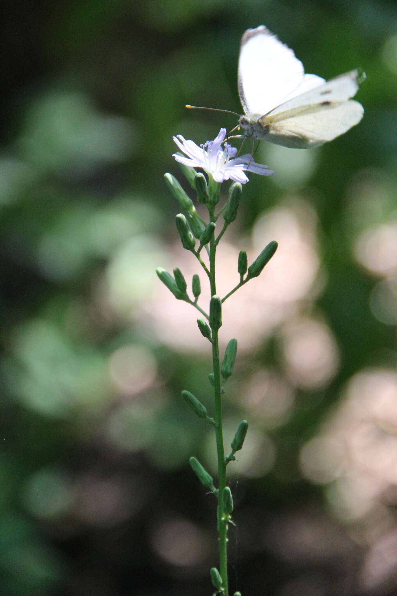 Image of Cicerbita prenanthoides (M. Bieb.) Beauv.