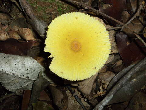 Image of Leucocoprinus birnbaumii (Corda) Singer 1962