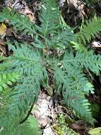 Image of Pteris incompleta Cav.