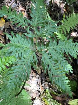 Image of Pteris incompleta Cav.