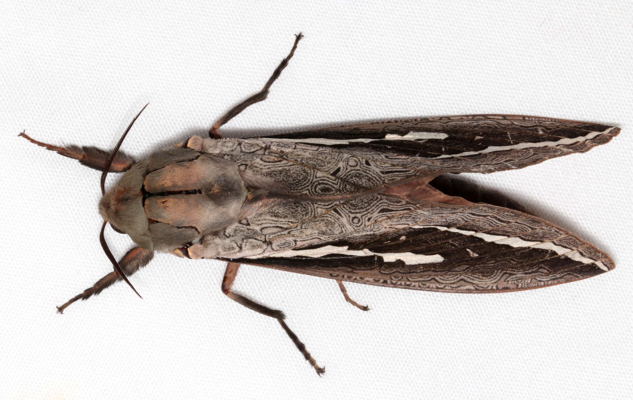 Image of Labyrinthine Ghost Moth