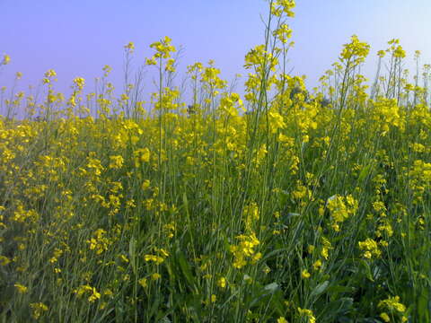 Image of Chinese mustard