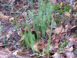 Image of interrupted clubmoss