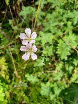 Image of Geranium ornithopodon Eckl. & Zeyh.