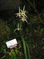 Image of Cold-growing Cymbidium