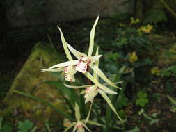 Image of Cold-growing Cymbidium