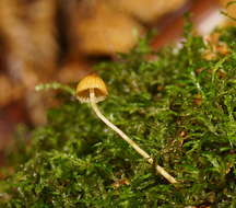 Image of Galerina hypnorum (Schrank) Kühner 1935