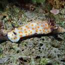 Image of Beautiful orange spot head flapper slug