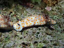 Sivun Hypselodoris pulchella (Rüppell & Leuckart 1830) kuva