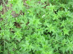 Image of Siberian geranium