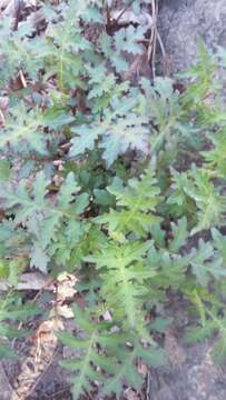 Image of whiteflower leafcup