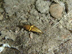 Image of Longhorn Moth