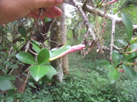 Image of Hyperacanthus amoenus (Sims) Bridson